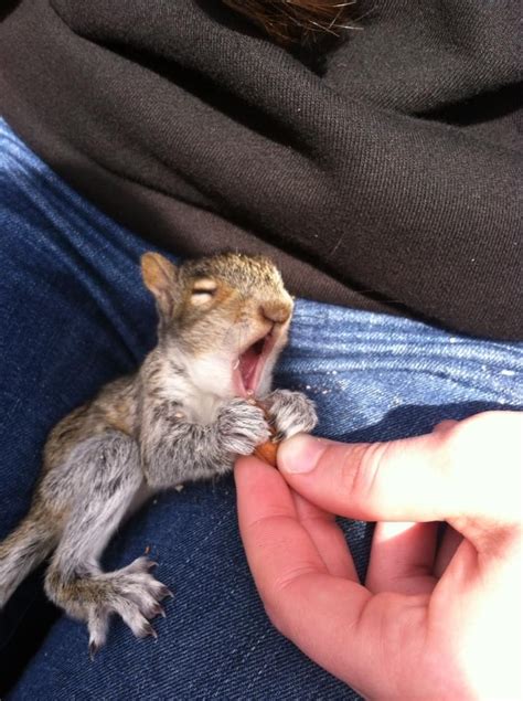 squirrelcuteness on Instagram: "Oliver was in a mood that day! 🤬 …