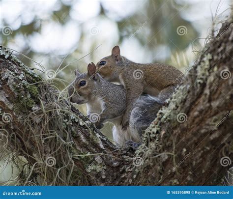 squirrels dating profile