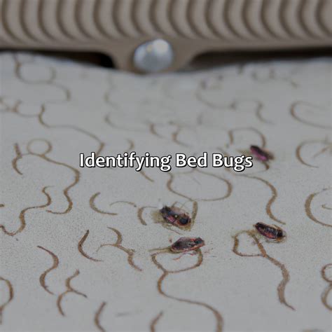 squished bed bug color