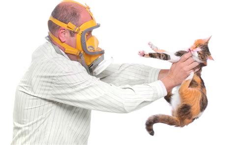 städa efter katt allergi