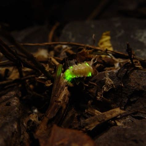 St Francis Firefly
