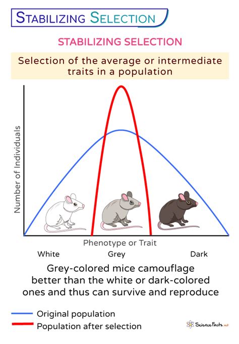 Stabilizing Selection Definition Biology