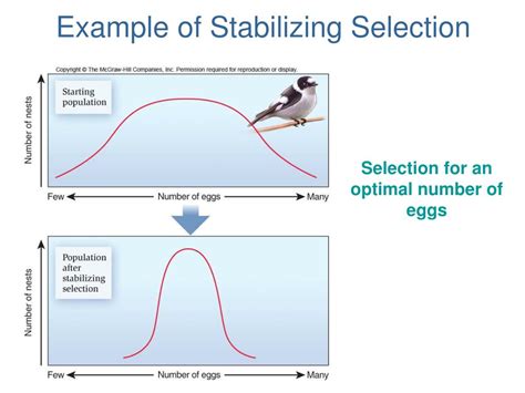 Stabilizing Selection Example