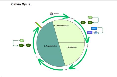 Stages Of Calvin Cycle