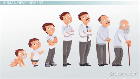 Stages Of Human Development