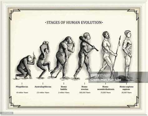 Stages Of Human Evolution By Charles Darwin