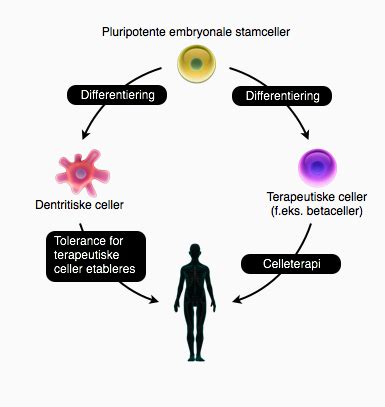 stamceller botar diabetes