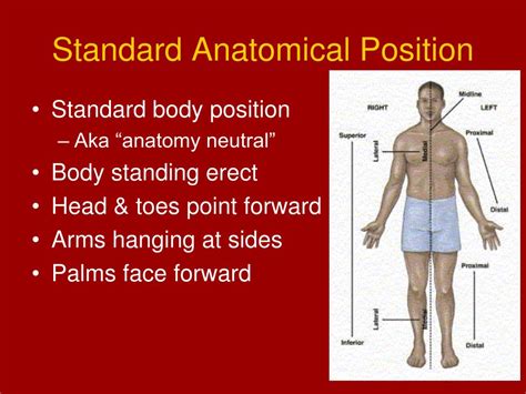 Standard Anatomical Position