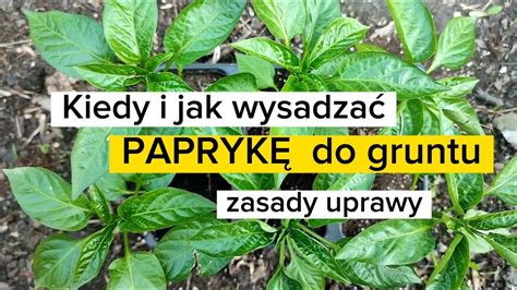 stanowisko dla papryki