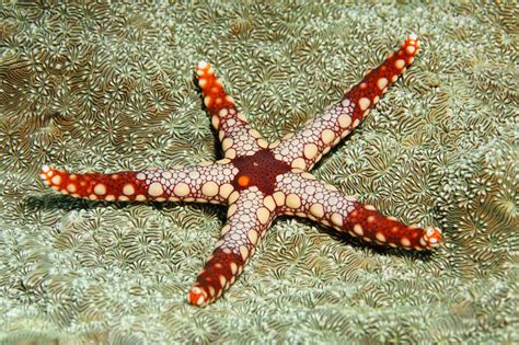 Starfish 10 Cool Sea Stars For Kids Science Facts About Starfish For Kindergarten - Facts About Starfish For Kindergarten