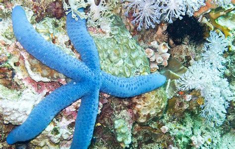 Starfish Facts For Kids National Geographic Kids Facts About Starfish For Kindergarten - Facts About Starfish For Kindergarten