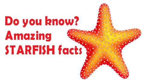 Starfish For Kids Kindergarten Lessons Facts About Starfish For Kindergarten - Facts About Starfish For Kindergarten