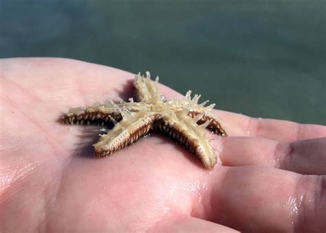 Starfish Legs