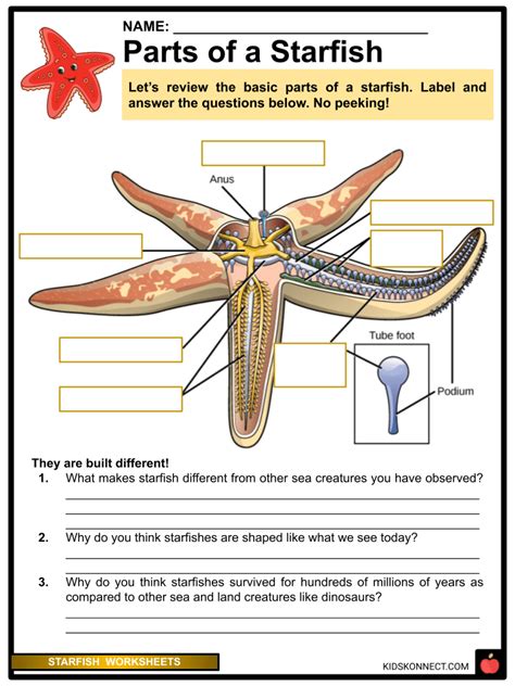 Starfish Worksheets Amp Facts Types Anatomy Habitat Diet Facts About Starfish For Kindergarten - Facts About Starfish For Kindergarten