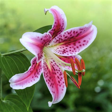 stargazer lily flower
