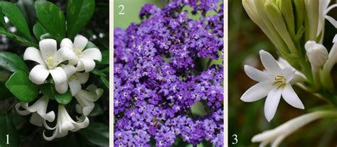 starkt doftande växter