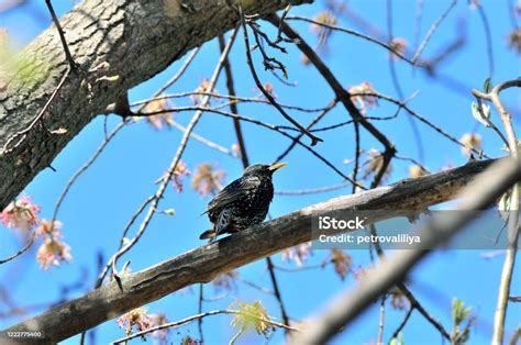 STARLING ADALAH - APA ITU TARLING - Starling adalah istilah yang mungkin