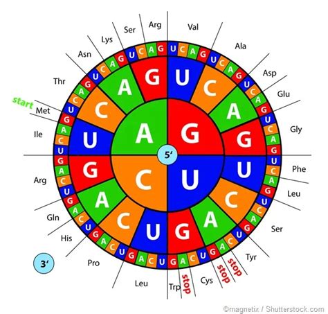 Start Codon In Prokaryotes And Eukaryotes