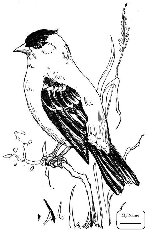 State Bird Coloring Pages At Getcolorings Com Free Florida State Bird Coloring Page - Florida State Bird Coloring Page
