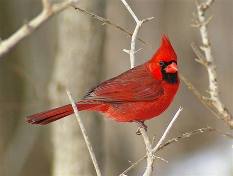 state bird of ohio