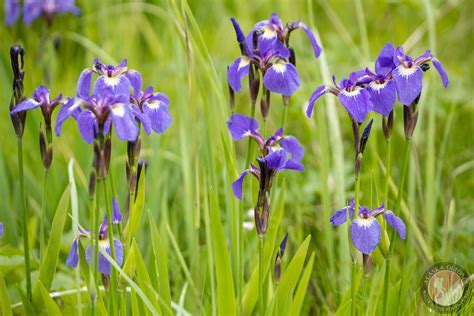 state of alaska iris
