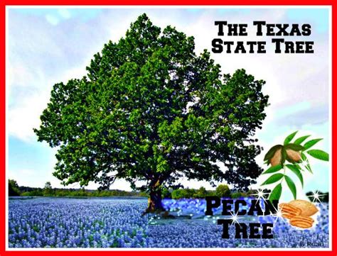 state texas tree