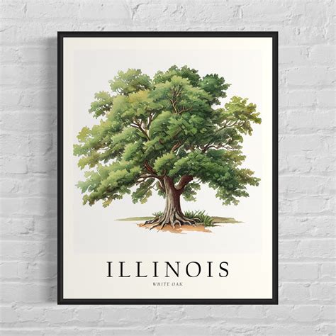 state tree for illinois