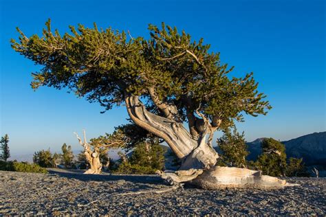state tree of nevada