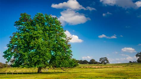 state tree texas