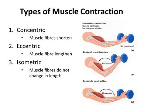 Static Muscle Contraction