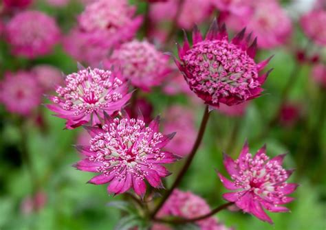 stauder blomstrer august