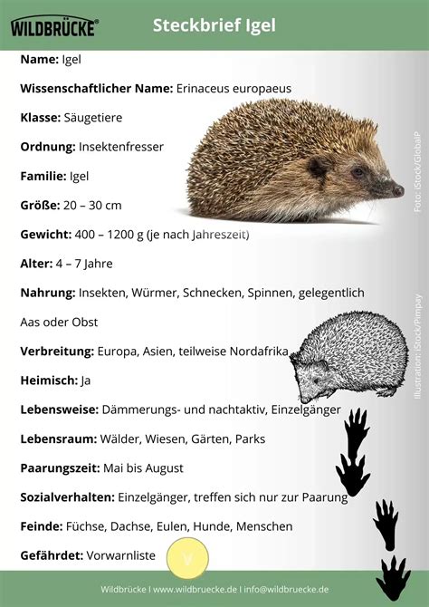 Steckbrief Des Igels