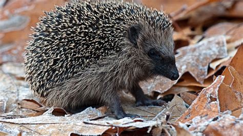 Steckbrief Von Igel