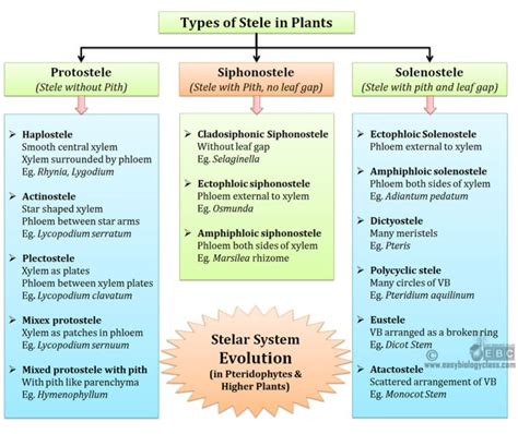 Stelar Evolution In Pteridophytes