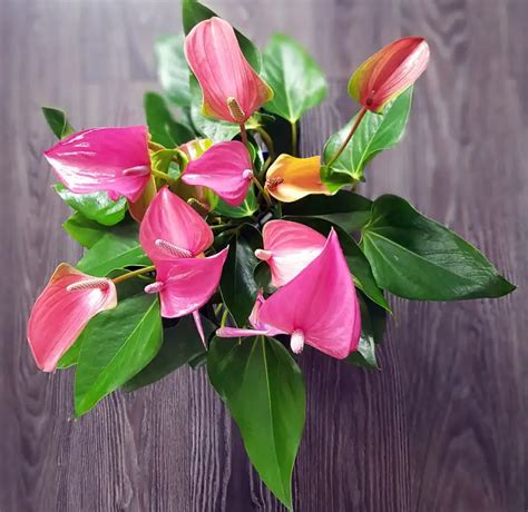 stell av flamingoblomst