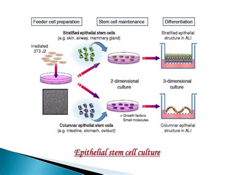 Stem Cell Culture Techniques Ppt