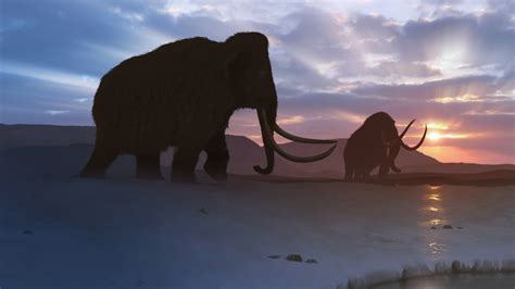 Stem Cell Milestone For Woolly Mammoth Restoration Npr Reading Fractions - Reading Fractions