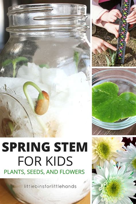 Stem Plant Activities 10 Ways To Learn About Plant Science Activities - Plant Science Activities