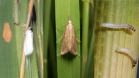 Stemborer In Paddy