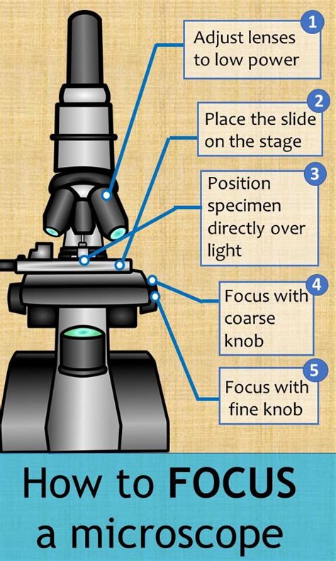 Download Step By Guide To Using A Microscope 