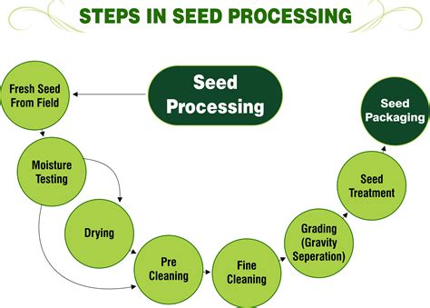 Steps In Seed Processing Inside Of A Seed Inside Of A Seed Diagram - Inside Of A Seed Diagram