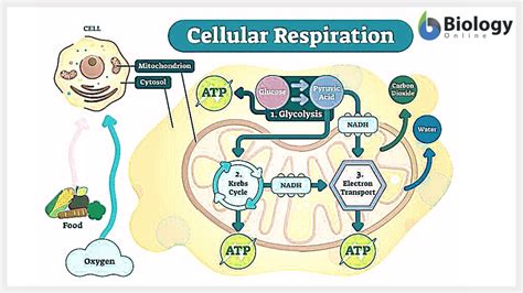 Steps Of Cellular Respiration Biology Article Khan Academy Cellular Respiration And Fermentation Worksheet - Cellular Respiration And Fermentation Worksheet