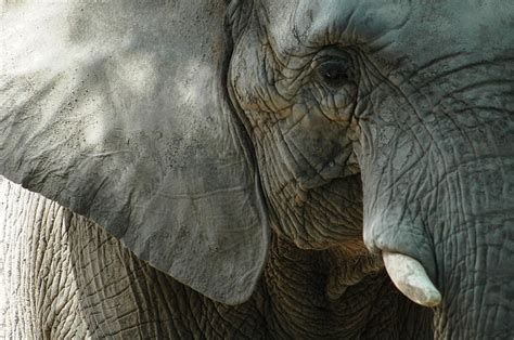 Stereotypes For Elephants