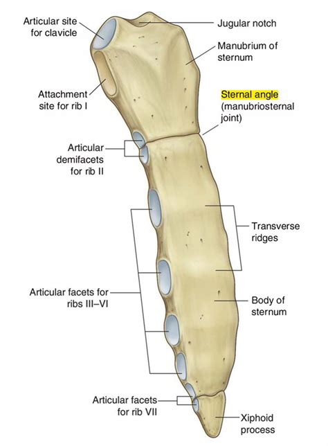 Sternal Angle