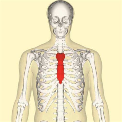 sternum | Sternum Retractors Mammaria Retractors B Braun Vietnam