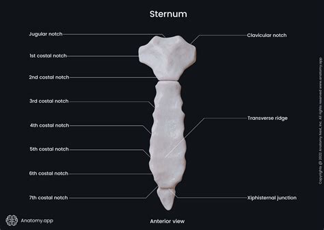 Sternum Labelled