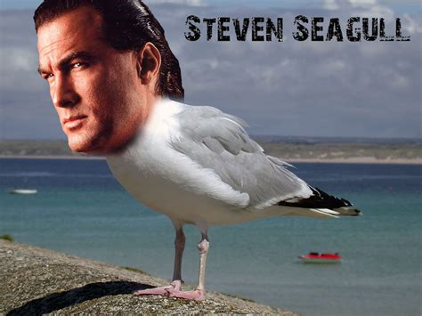 stevenseagul