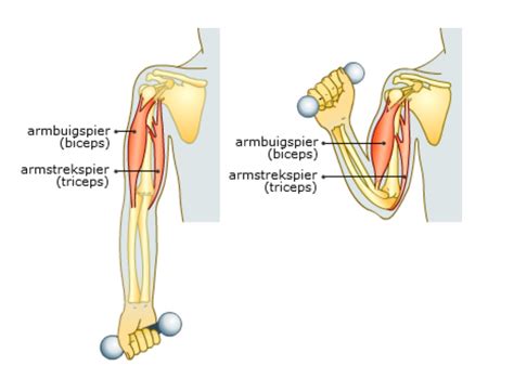 stevigheid definitie