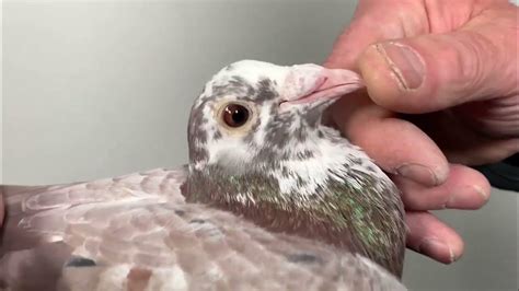 stichelbaut pigeons uk map