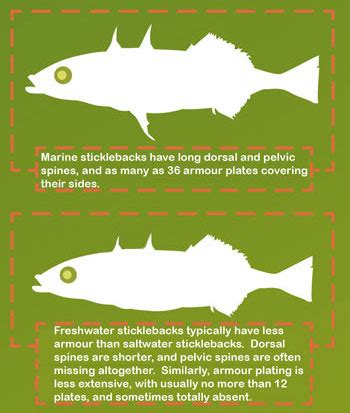 stickleback evolution